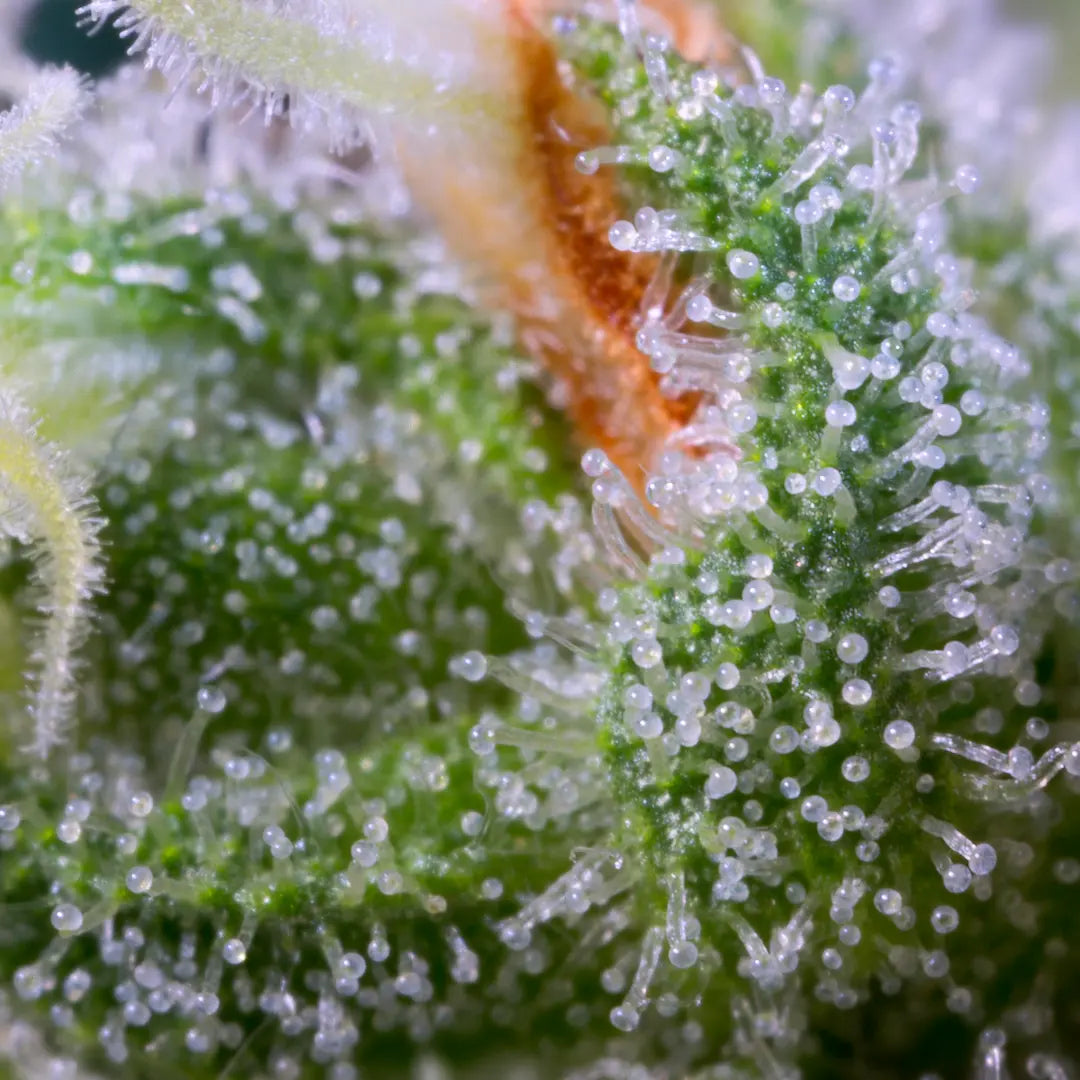 Auto Whiteberry - Paradise Seed