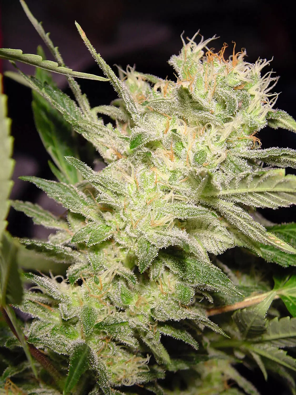Auto Jack - Paradise Seed