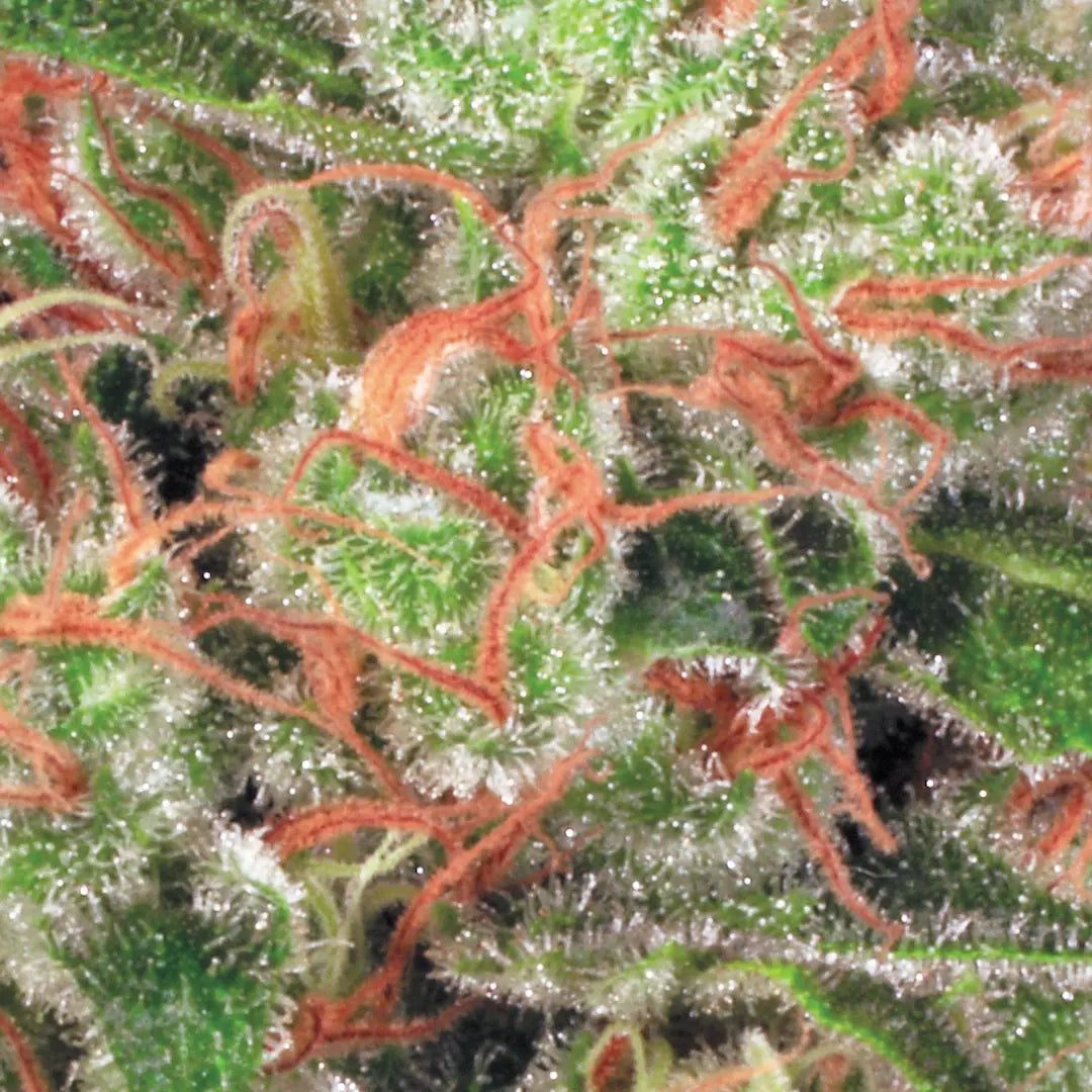 Auto Acid - Paradise Seed