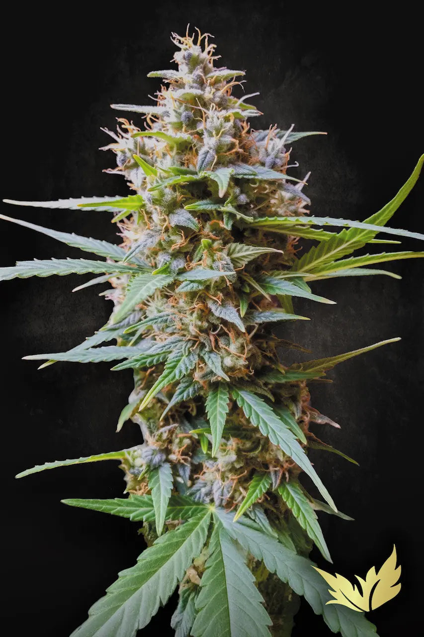 Auto Acid - Paradise Seed