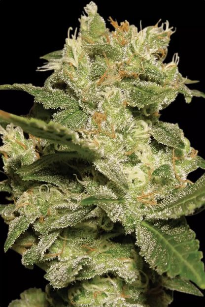 Auto Jack - Paradise Seed