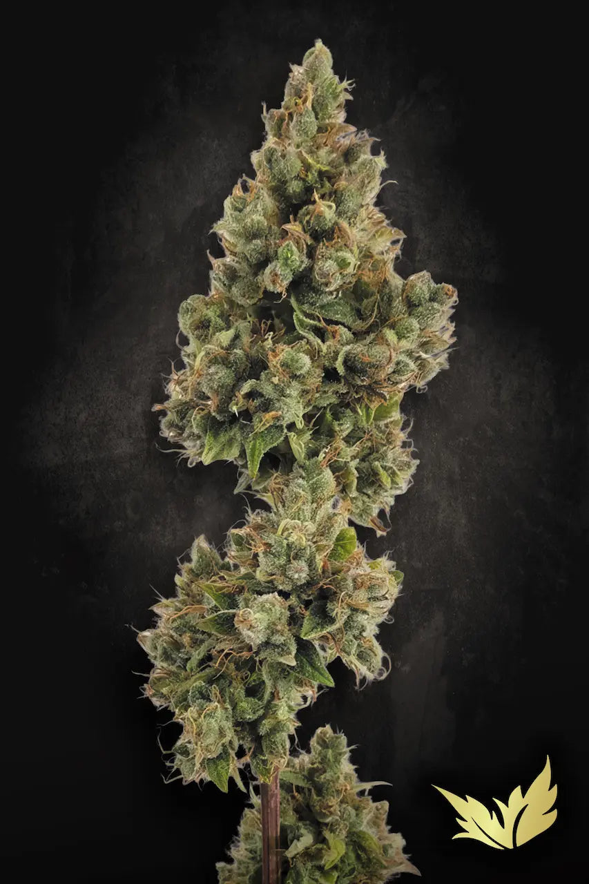 Auto Jack - Paradise Seed