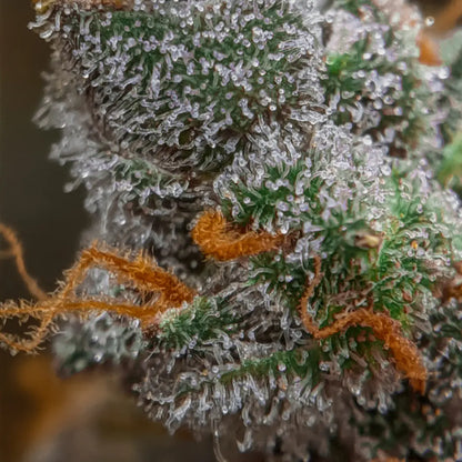 Auto Kong 4 - Paradise Seed