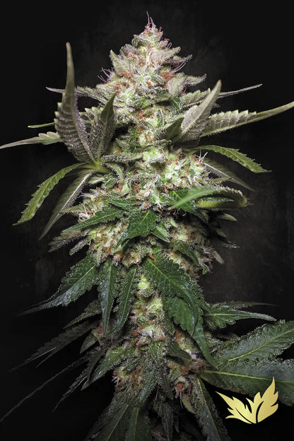 Auto Kong 4 - Paradise Seed