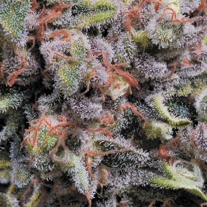 Auto Wappa - Paradise Seed
