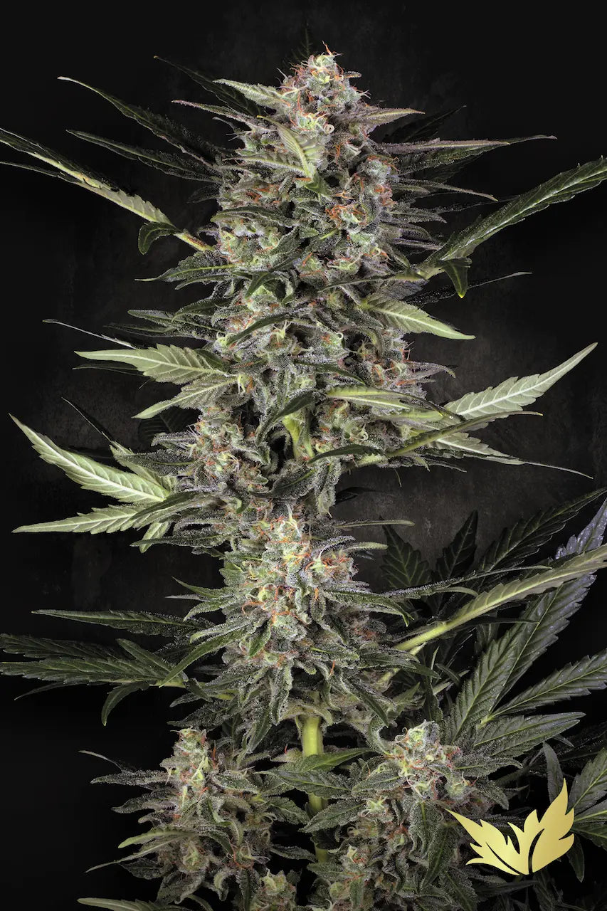 Auto Wappa - Paradise Seed