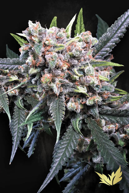 Auto Wappa - Paradise Seed