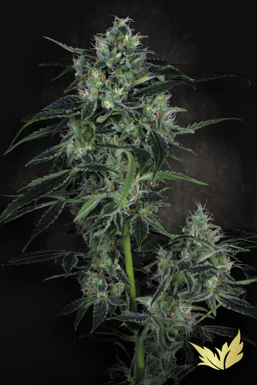 Auto Whiteberry - Paradise Seed