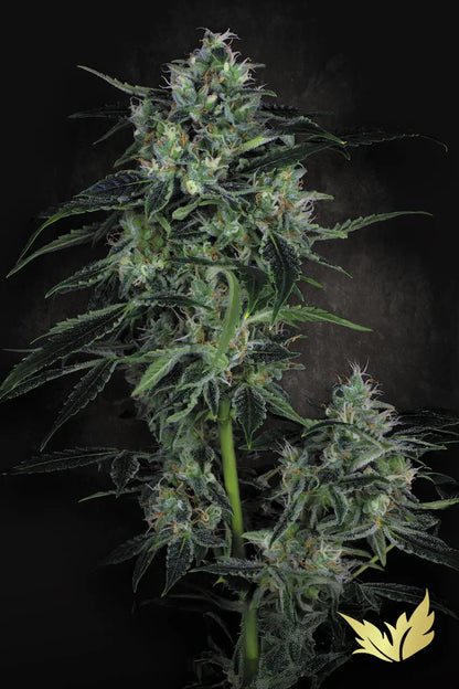 Auto Whiteberry - Paradise Seed