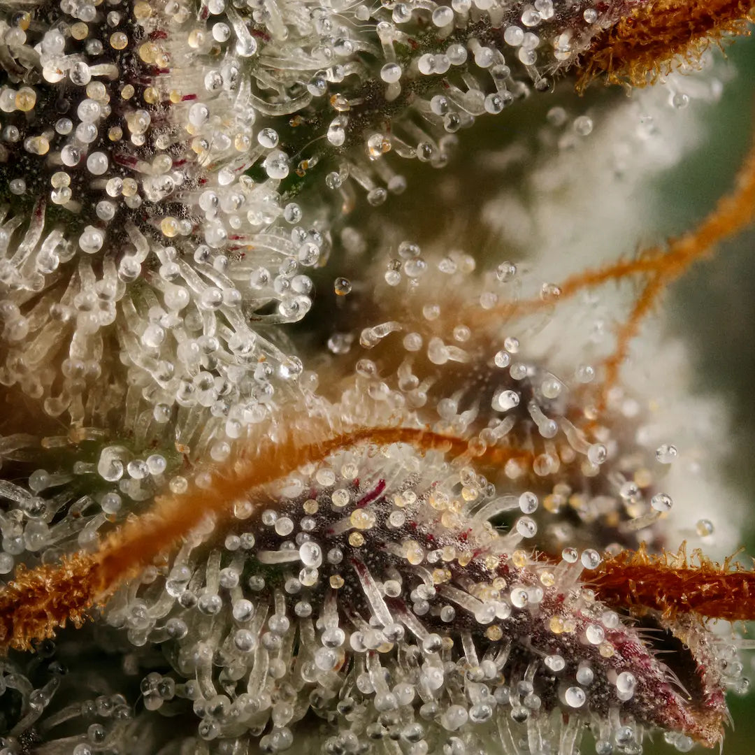 Lemonade Auto - Paradise Seed