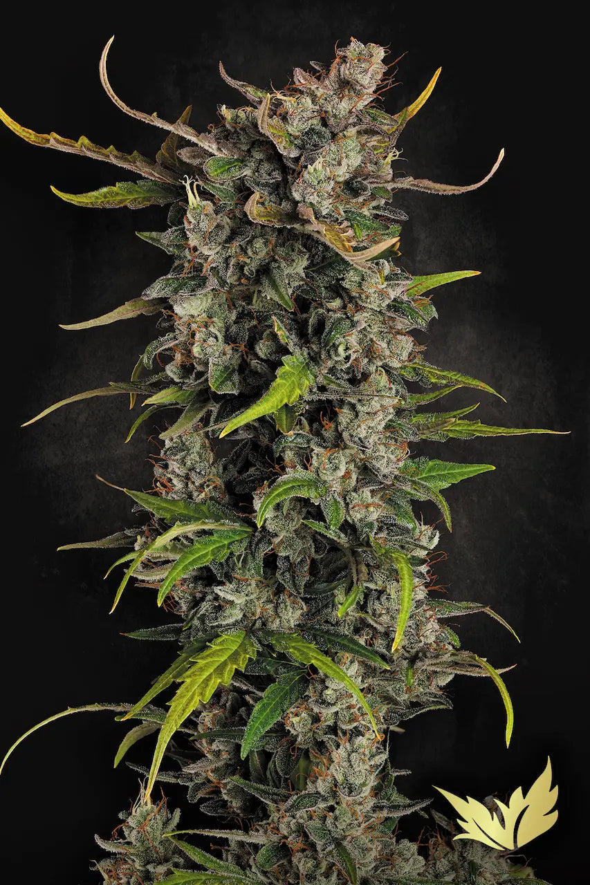 Lemonade Auto - Paradise Seed
