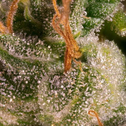 Pandora - Paradise Seed