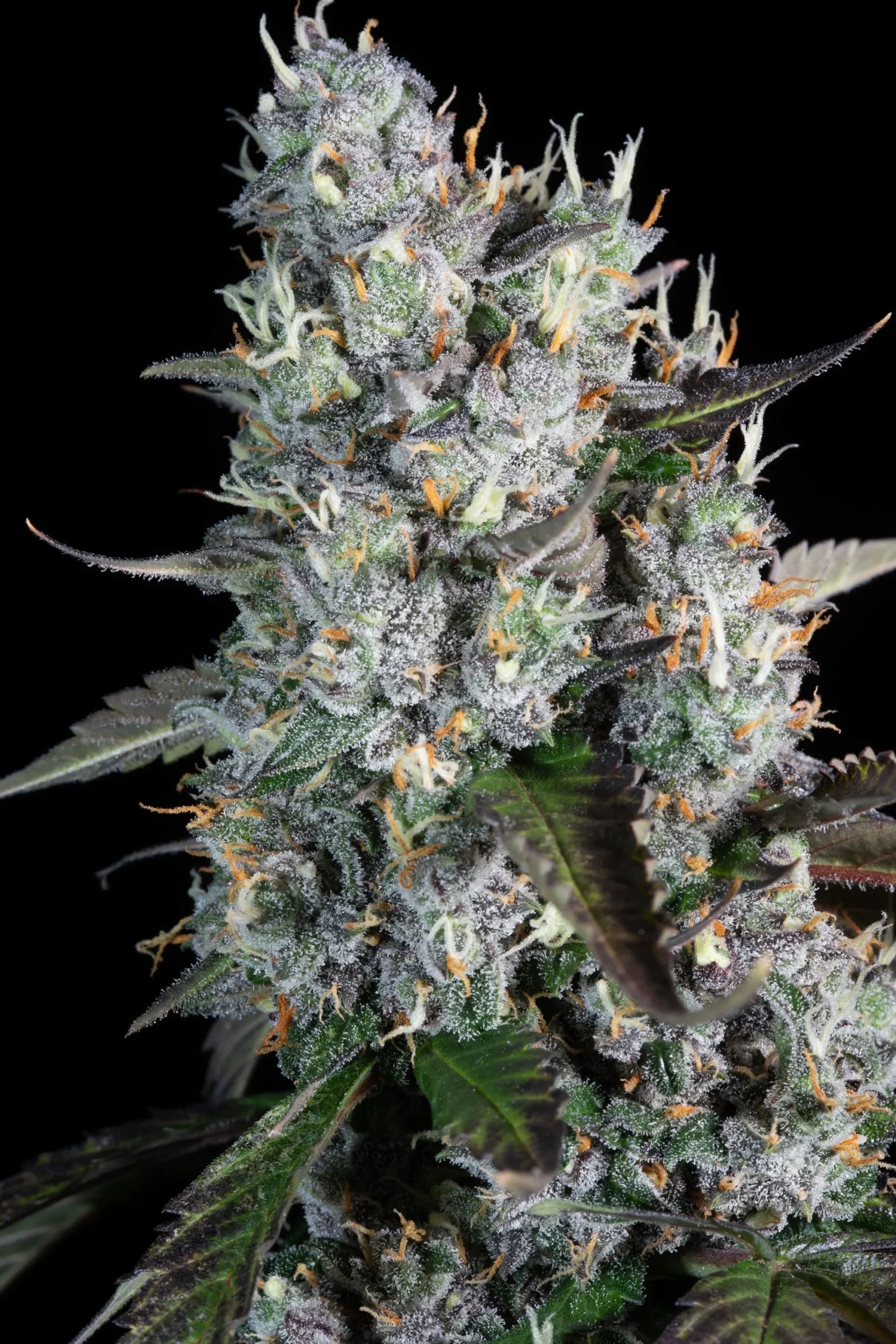 Red Velvet Auto - Paradise Seed