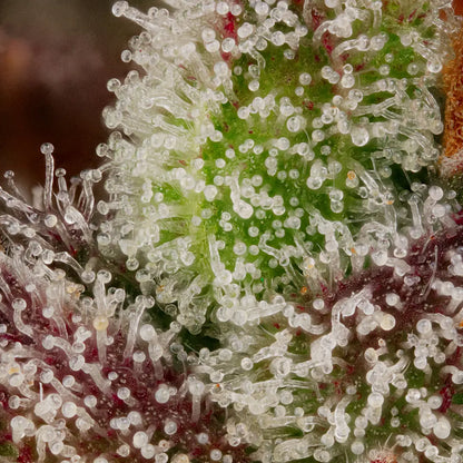 Red Velvet Auto - Paradise Seed