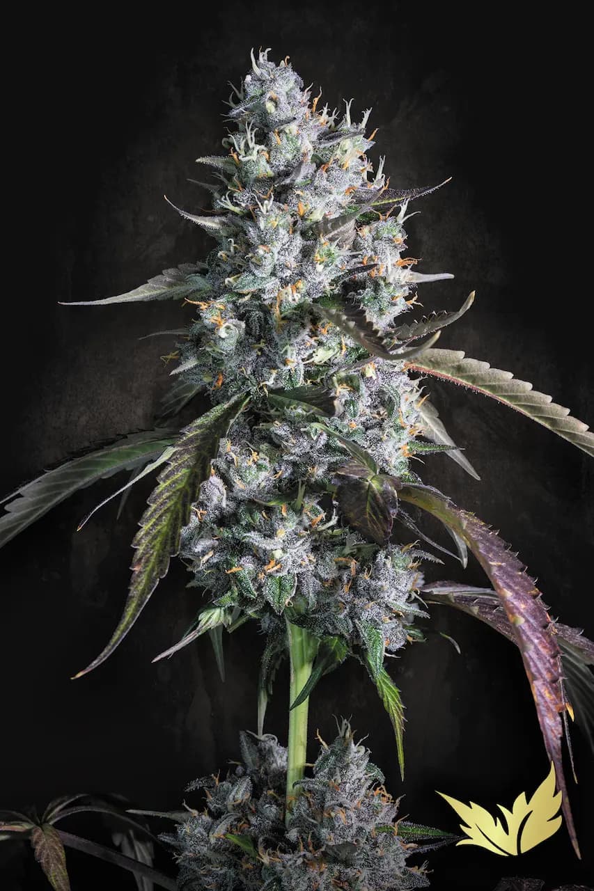 Red Velvet Auto - Paradise Seed