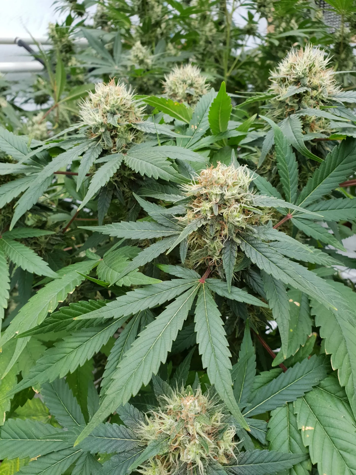 Stromboli Auto - Paradise Seed
