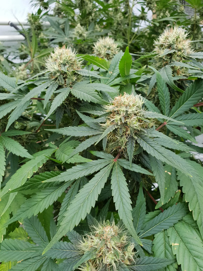 Stromboli Auto - Paradise Seed