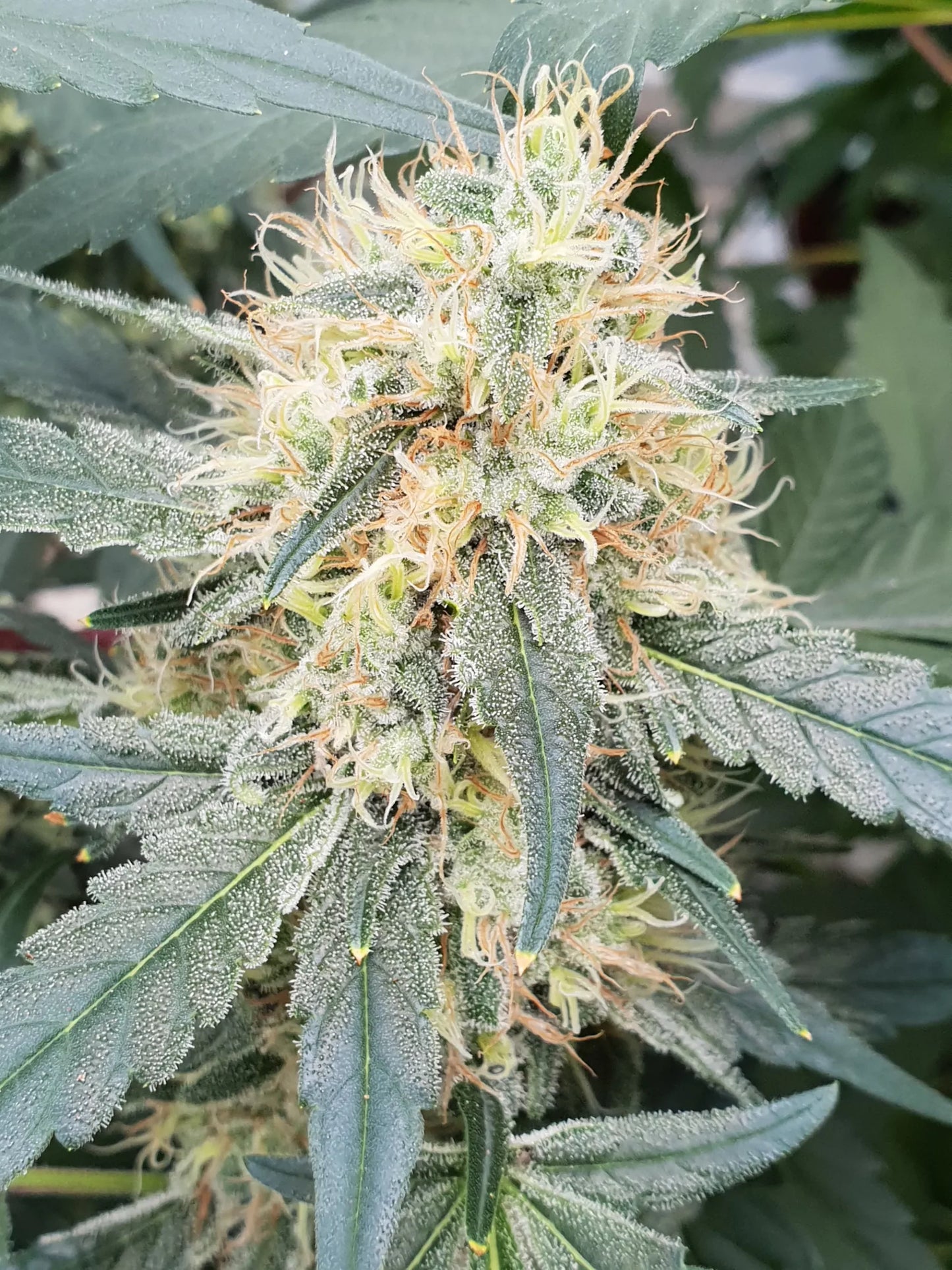 Stromboli Auto - Paradise Seed