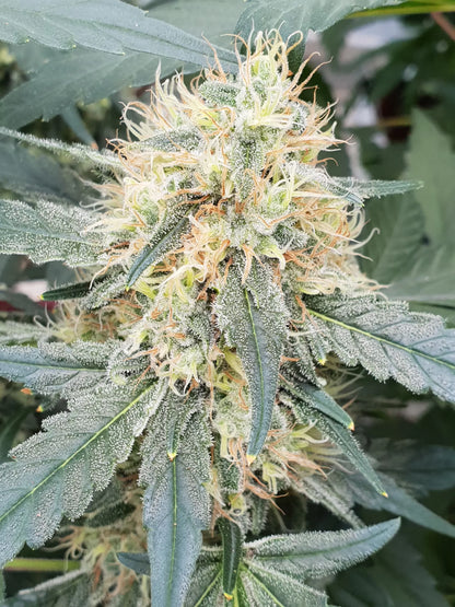 Stromboli Auto - Paradise Seed