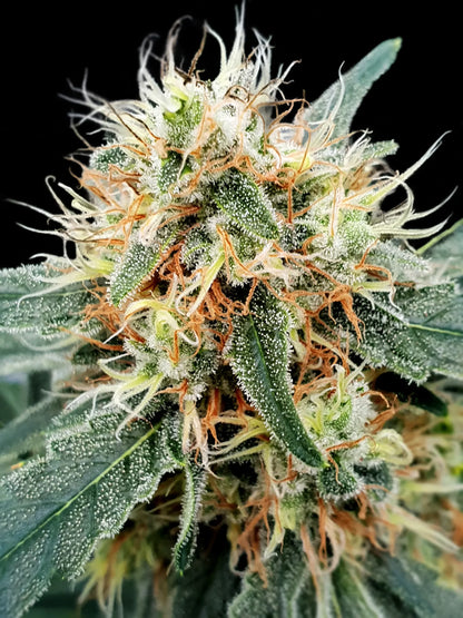 Stromboli Auto - Paradise Seed