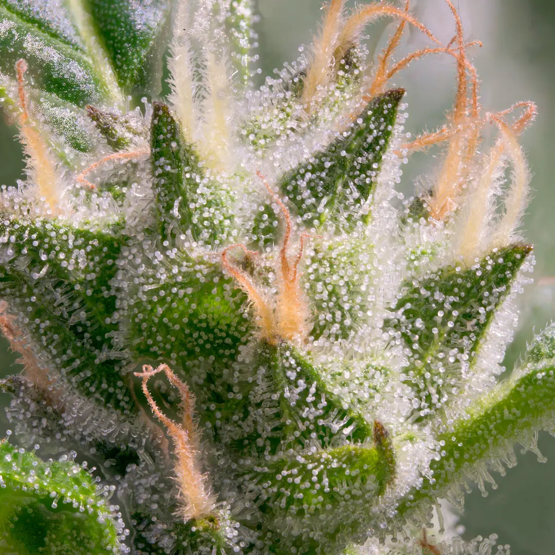 Stromboli Auto - Paradise Seed